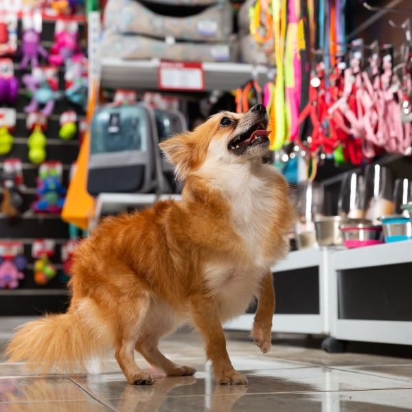 Cape Gate Tenants List Home DIY & Speciality